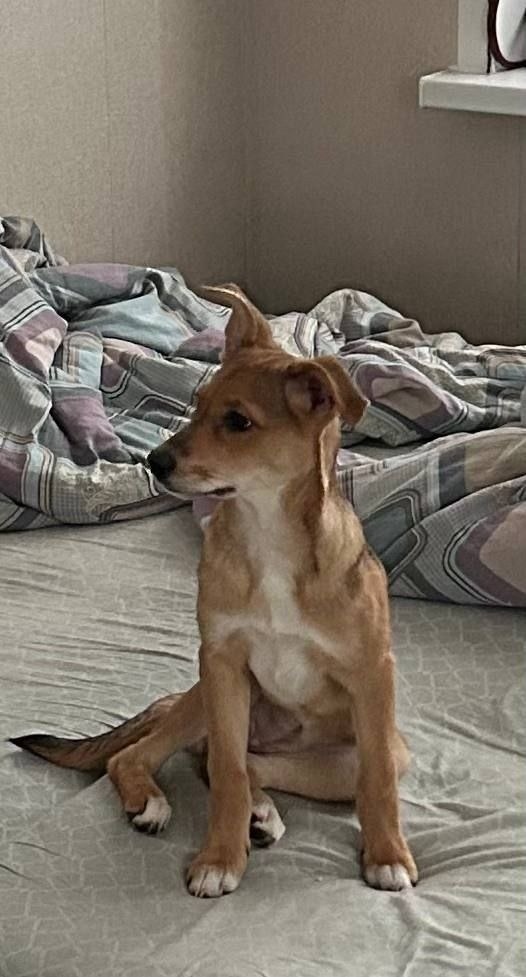 За два месяца она превратилась в невероятно добрую, ласковую и жизнерадостную собаку.