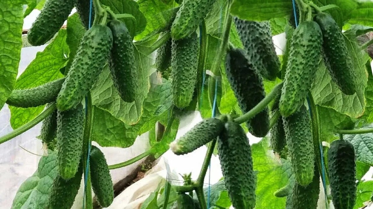 "Золотая пятёрка" огурцов: 5 сортов, в 2026 году, которые сделают ваш урожай предсказуемым и обильным