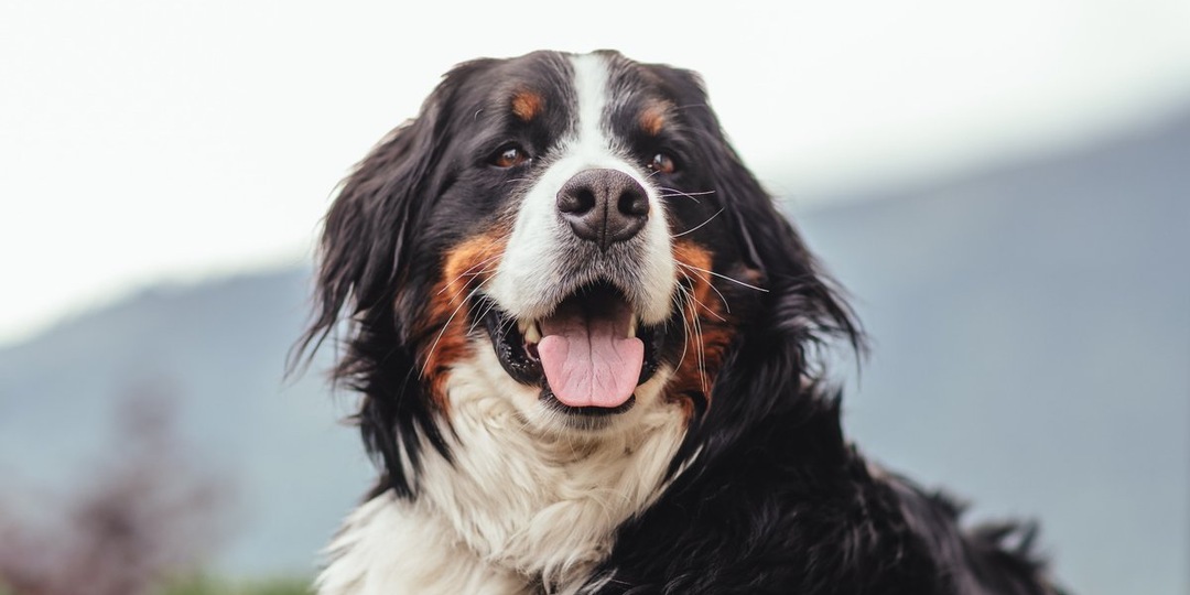 Сколько лет живут зенненхундов: секреты долголетия вашего питомца