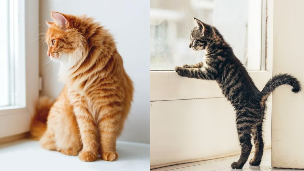 Наблюдение