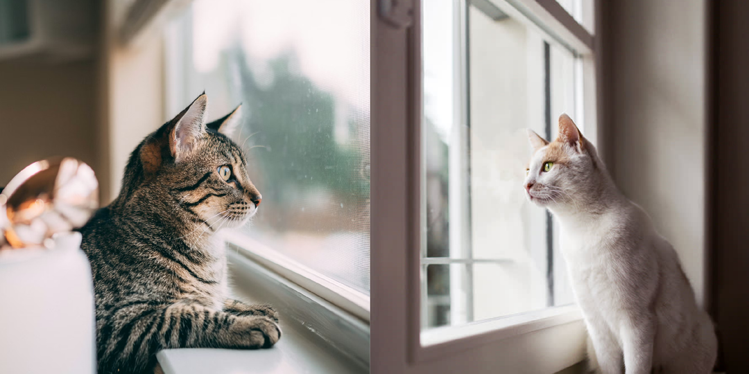 Почему коты смотрят в окно