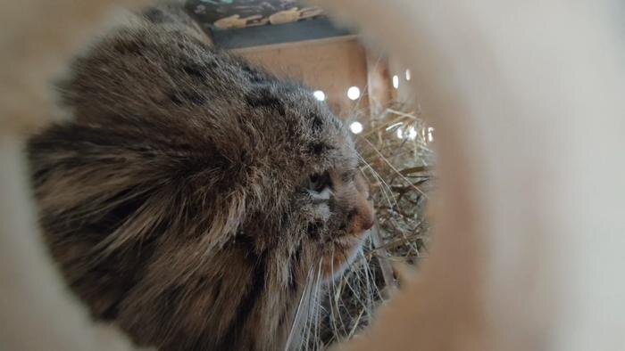 Манул Пепе. Обложка © Telegram / Барнаульский Зоопарк