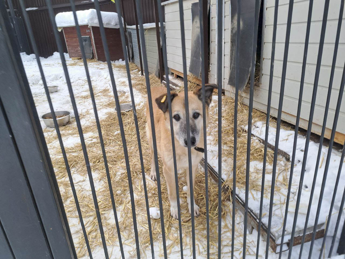 Экстраординарный режим предусматривает эвтаназию бродячей собаки, если ее никто не заберет из пункта временного содержания за 10 дней.  Фото: Вера Романескул