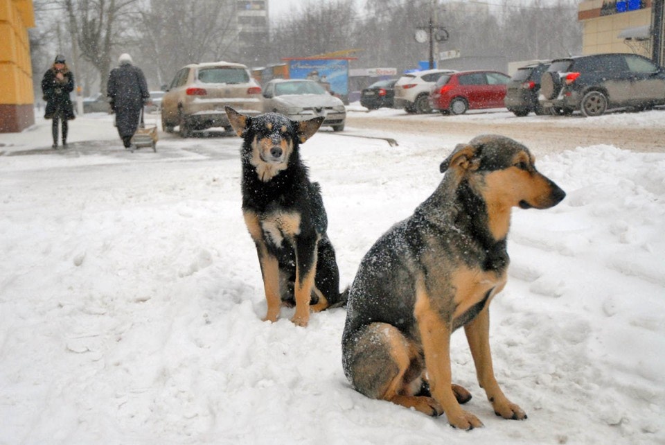    В середине января жителей города Ясный напугали два случая агрессии животных Алексей ЖУРАВЛЕВ