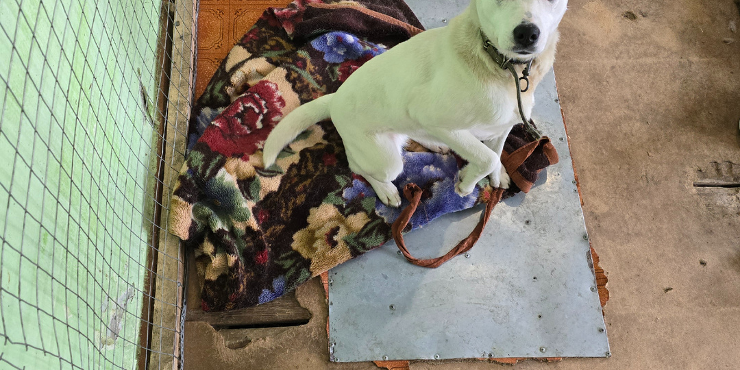 Спецкорма или смерть. Выбор очевиден