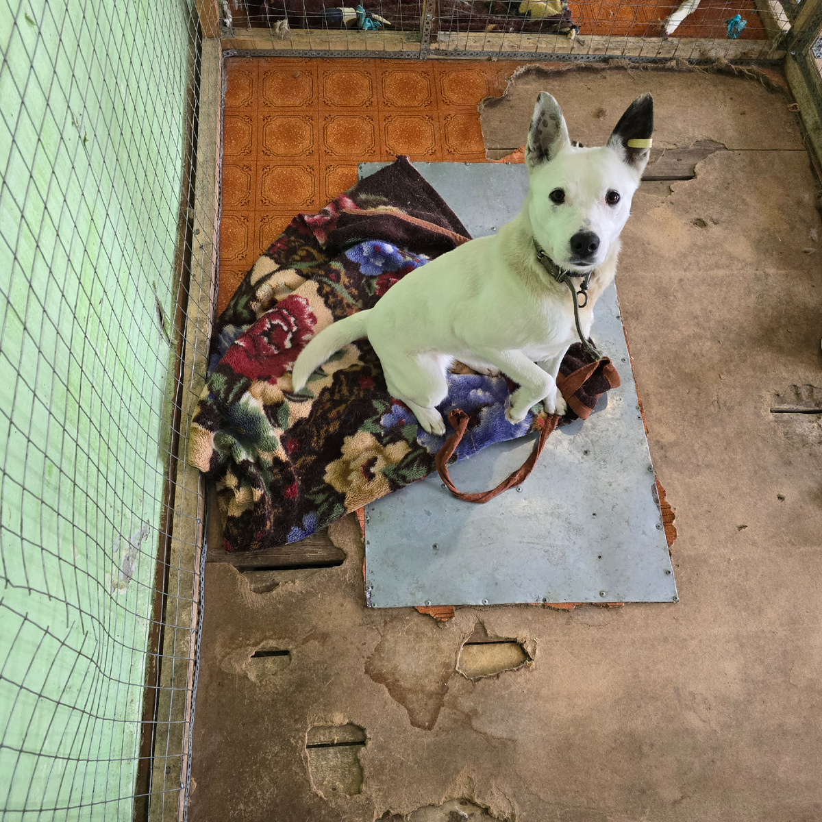 белая собака смотрит с болью надежды