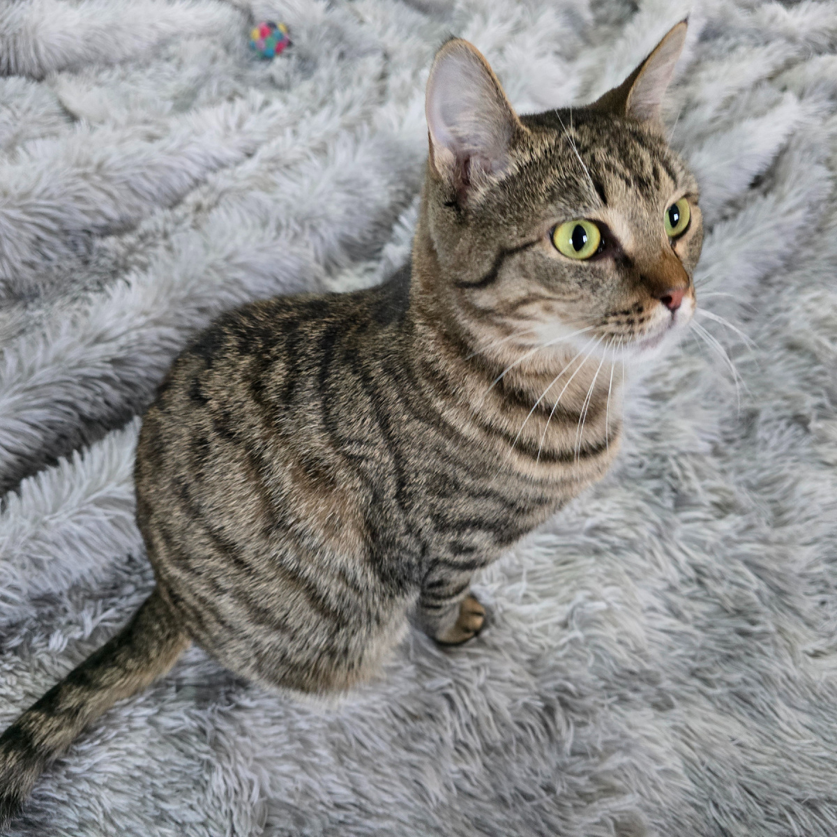 полосатая кошка смотрит печальными зелеными глазами