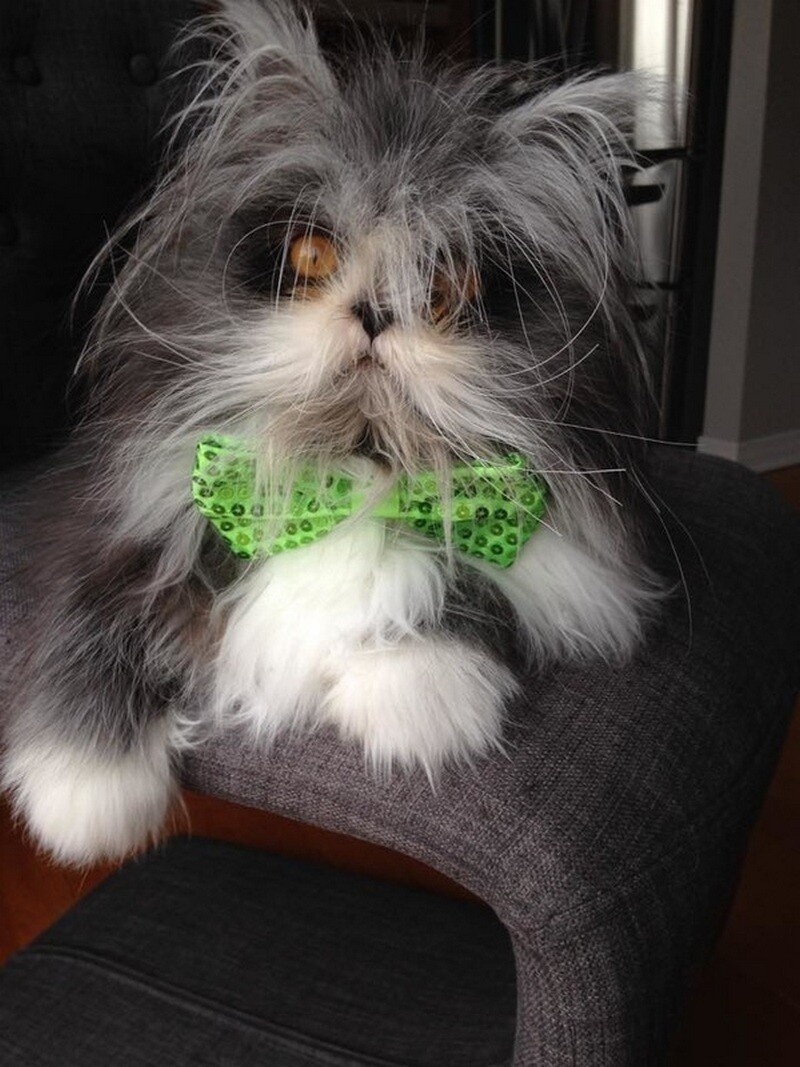    15 фото кота-оборотня, который стал звездой интернета