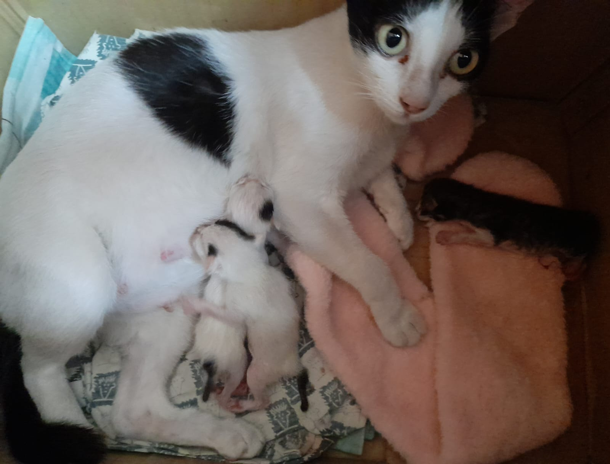 Сухие соски - приговор. 