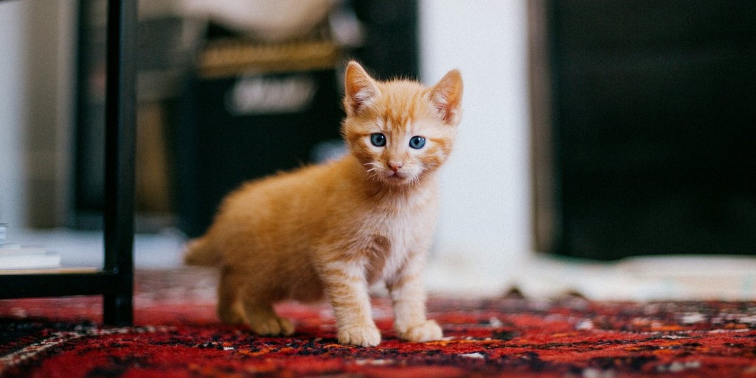 Чем промыть глаза котенку: гайд для владельцев