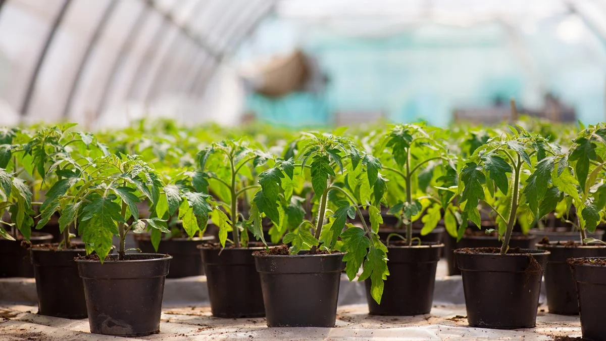 Яндекс. Картинки