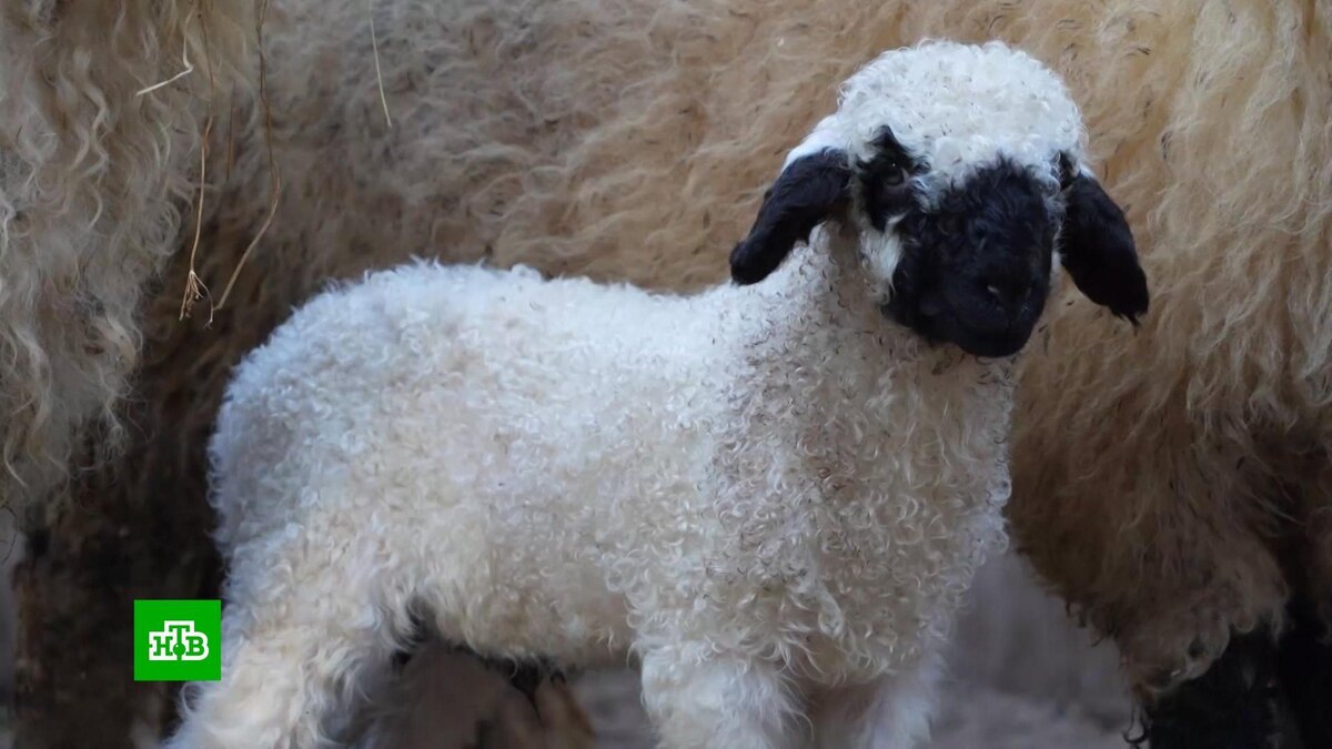    Юные москвичи выбрали имя для валлийского ягненка из вотчины Деда Мороза