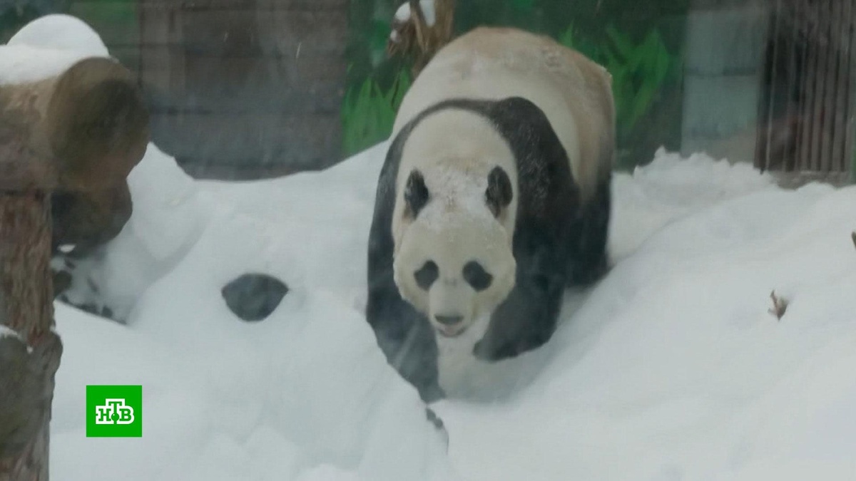    Уникальный вольер построят для панды Катюши в Московском зоопарке