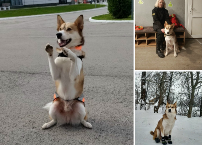 В Донском собака спасла замерзающую в сугробе пожилую женщину