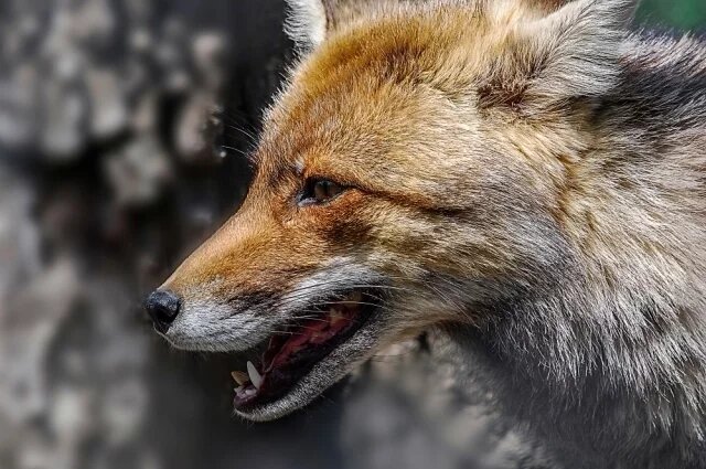    Что делать, если в городе введён карантин по бешенству?