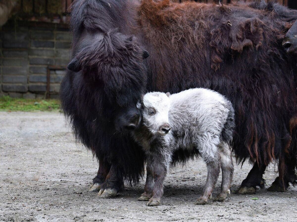    Детеныш домашнего яка, появившийся на свет в Московском зоопарке | © Фото : Официальный портал Мэра и Правительства Москвы
