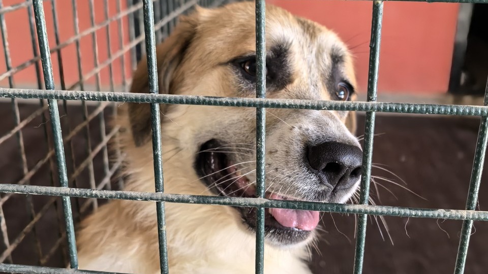 В Смоленске стартует двухнедельная акция по сбору помощи для бездомных животных