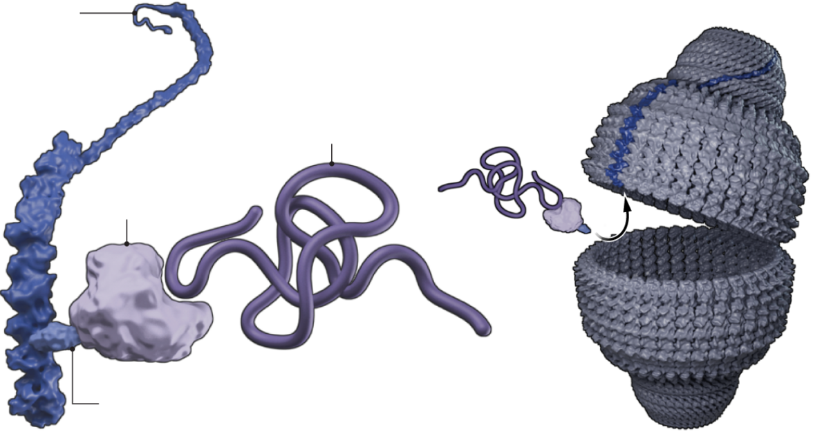    Новый метод отслеживания активности генов фиксирует и сохраняет инструкции по построению белков в клетках, нити информационной РНК (мРНК), внутри структур, называемых хранилищами. Ученые добавили белковый домен, который связывается с основным белком хранилища (MVP), к Poly А связывающему белку (PABP), который естественным образом присоединяется к мРНК. Этот гибридный белок (слева) затем прикрепляет захваченные мРНК к внутренней части хранилища (справа). Иллюстрация: A. Fisher/Science