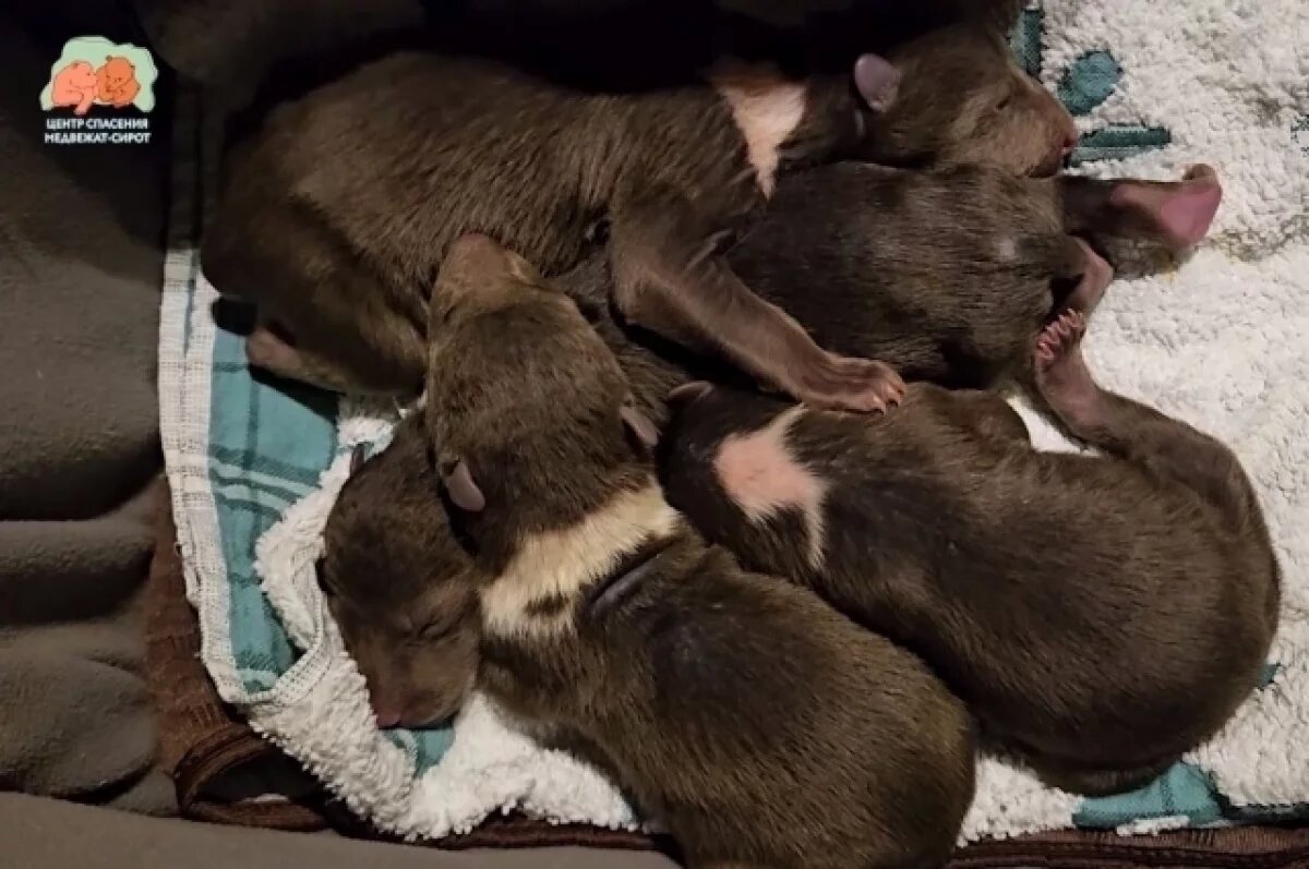    В Тверской области спасли четырёх новорождённых медвежат