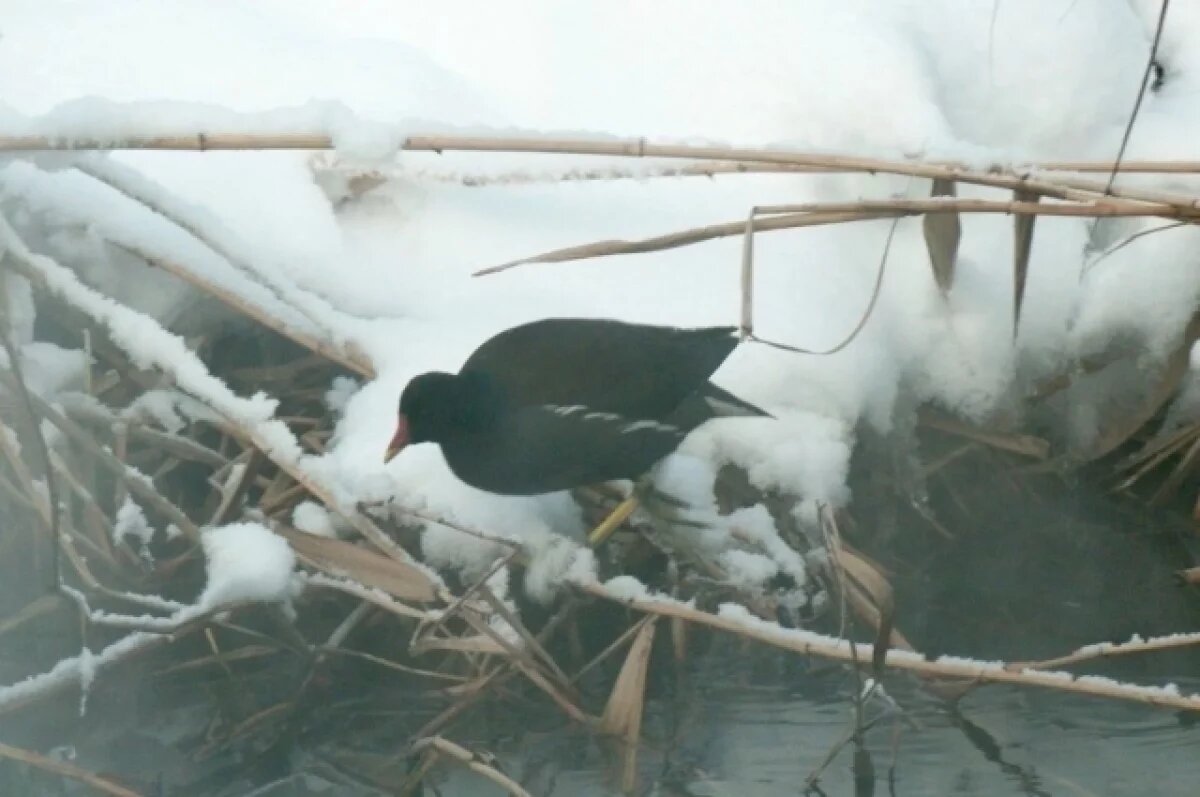    Птичка-камышница бросила Западную Европу ради зимовки в Петербурге