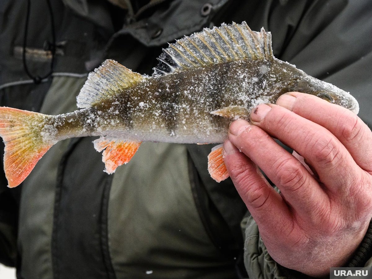     Рыбу удалось поймать на Белоярском водохранилище