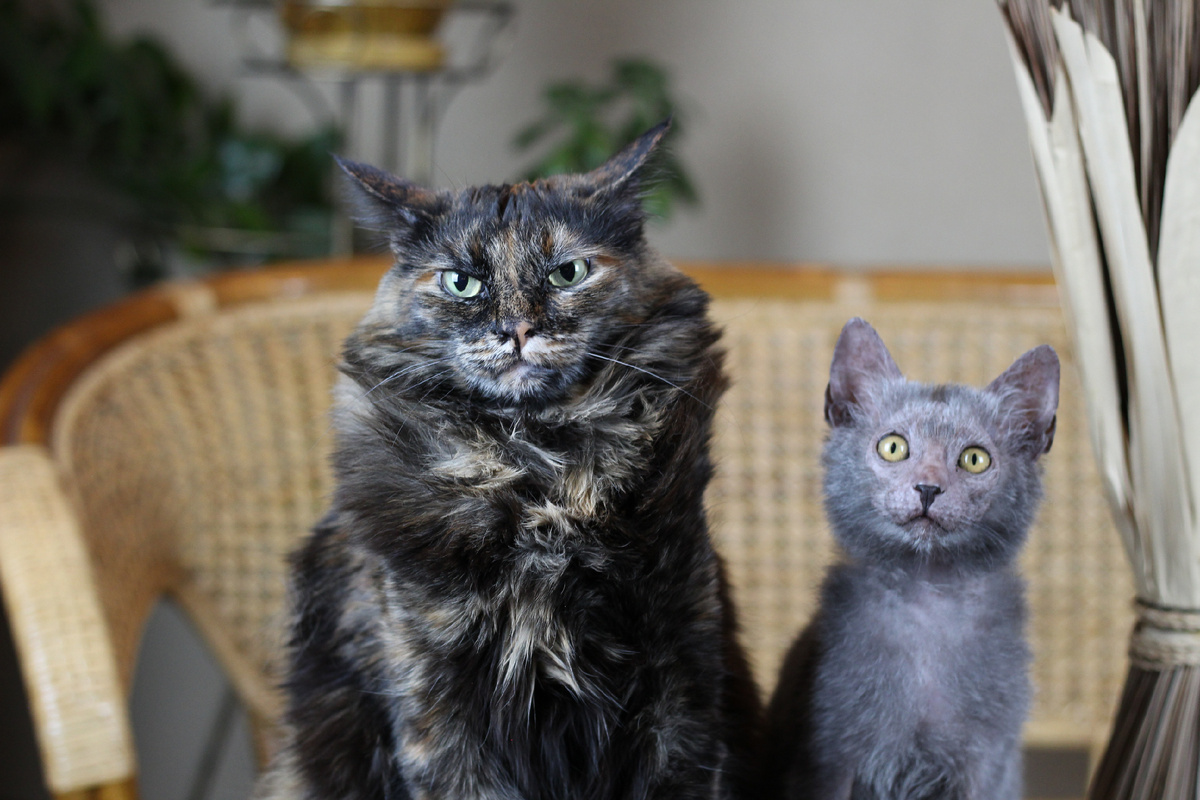 Мира и Арни 😺