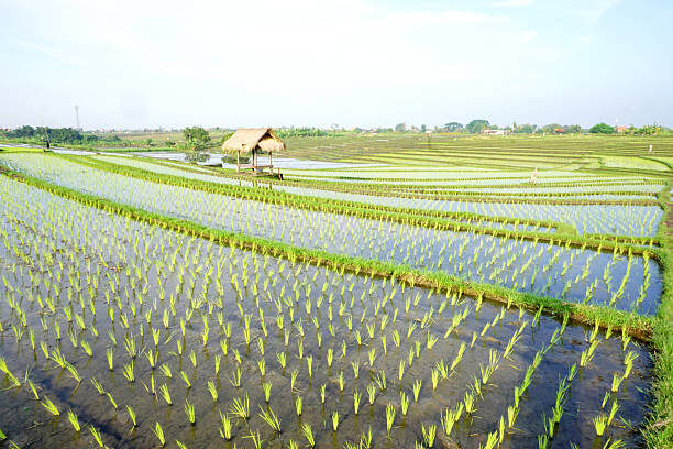 Когда-то рисовые плантации доходили чуть ли не до океана! Ну, хорошо, в Чангу их ещё застанете! Фото из библиотеки iStock.
