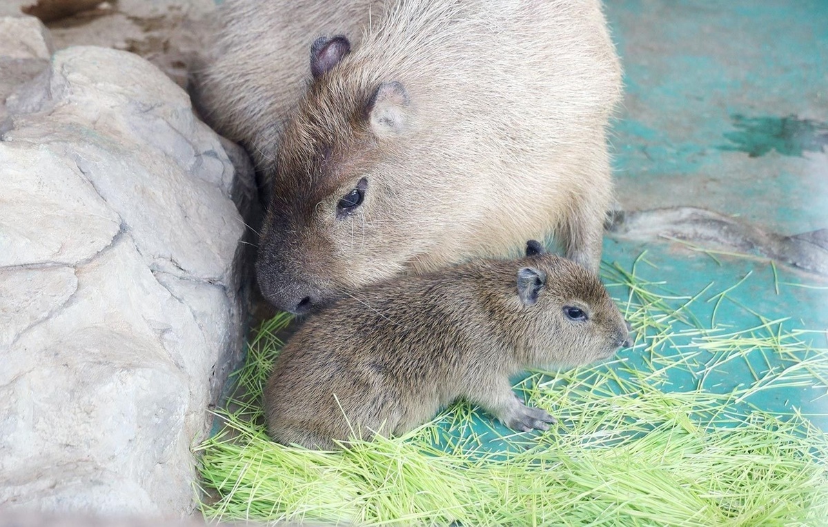 Портал Мэра и Правительства Москвы