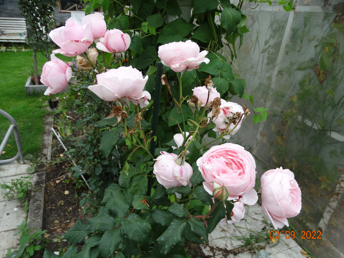 Роза "Нахема" - цветение в сентябре