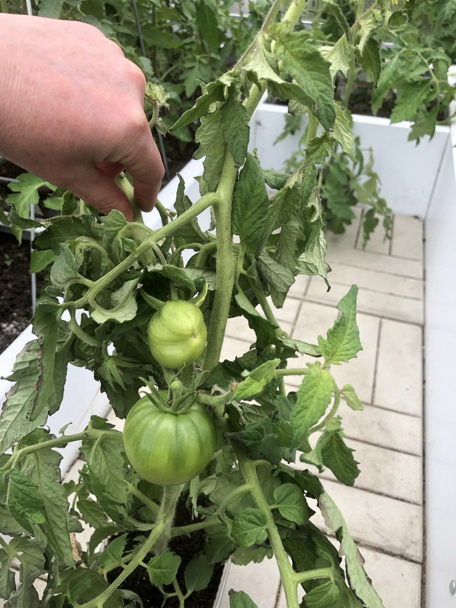 16 мая 2024 в 2 литрах, 69 дней от всходов