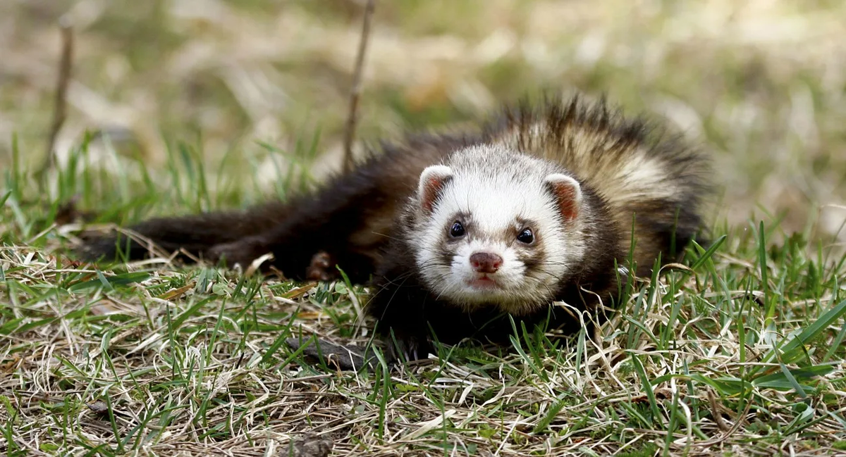 Интересные факты о хорьках