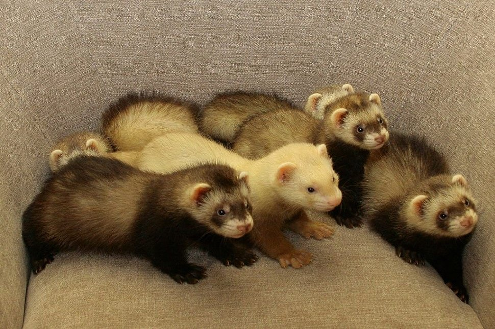 Интересные факты о хорьках