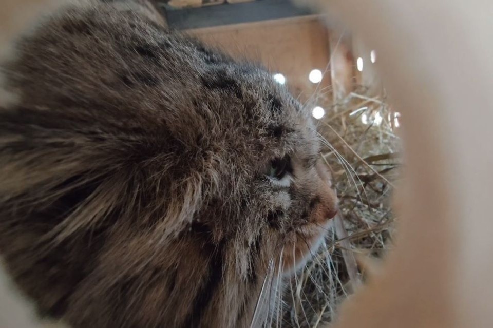    Манул Пепе Барнаульский зоопарк «Лесная сказка»