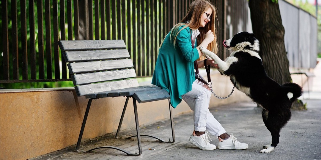 Как отучить собаку тянуть поводок: прогулки без стресса в человеческом темпе