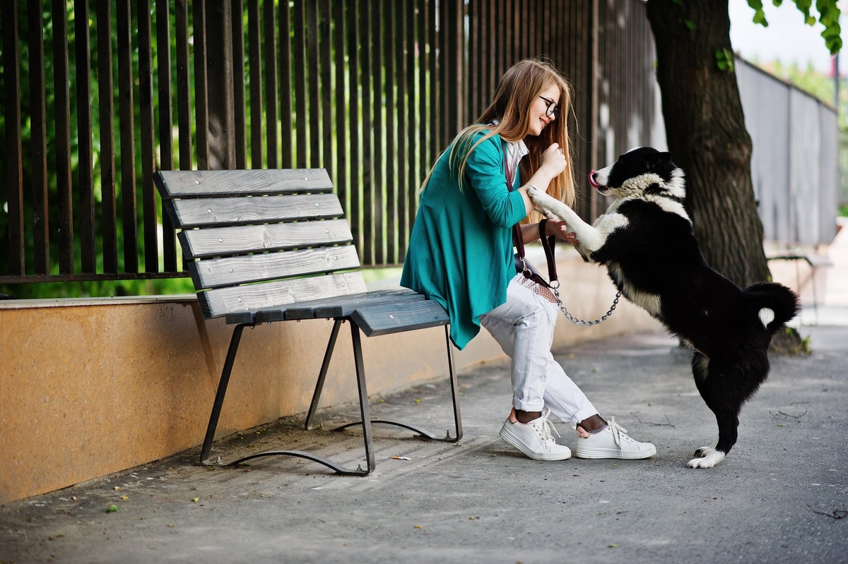    Если собака не тянет поводок, прогулка превращается в радость