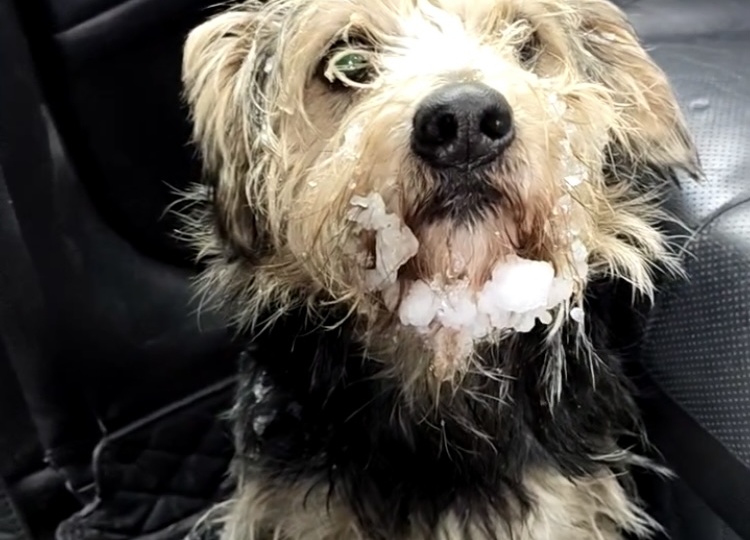 Пёсика нашли в сугробе