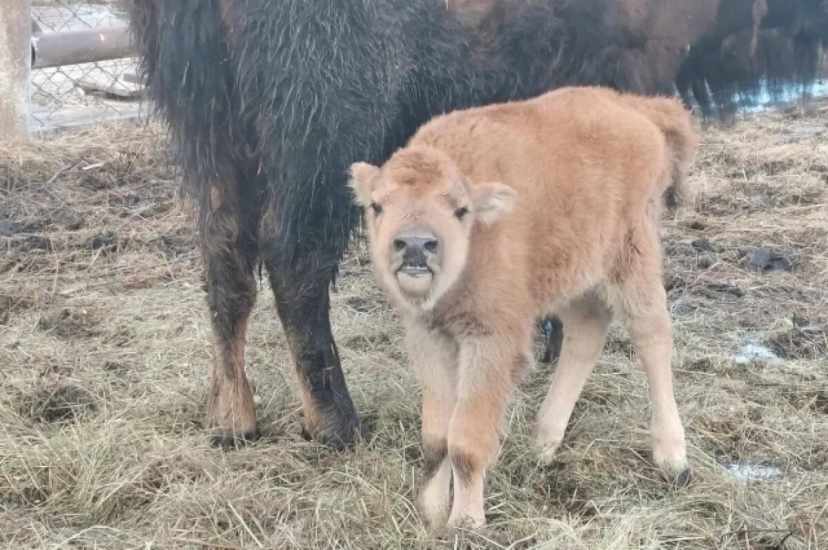    Пять бизонов уехали в Бурятию
