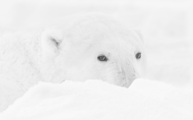 Видите медведя? А он есть! Фото: Николай Гернет, участник конкурса РГО «Самая красивая страна»