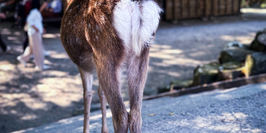 Нара: японский город, где можно купить «олений помёт» - и это сувенир