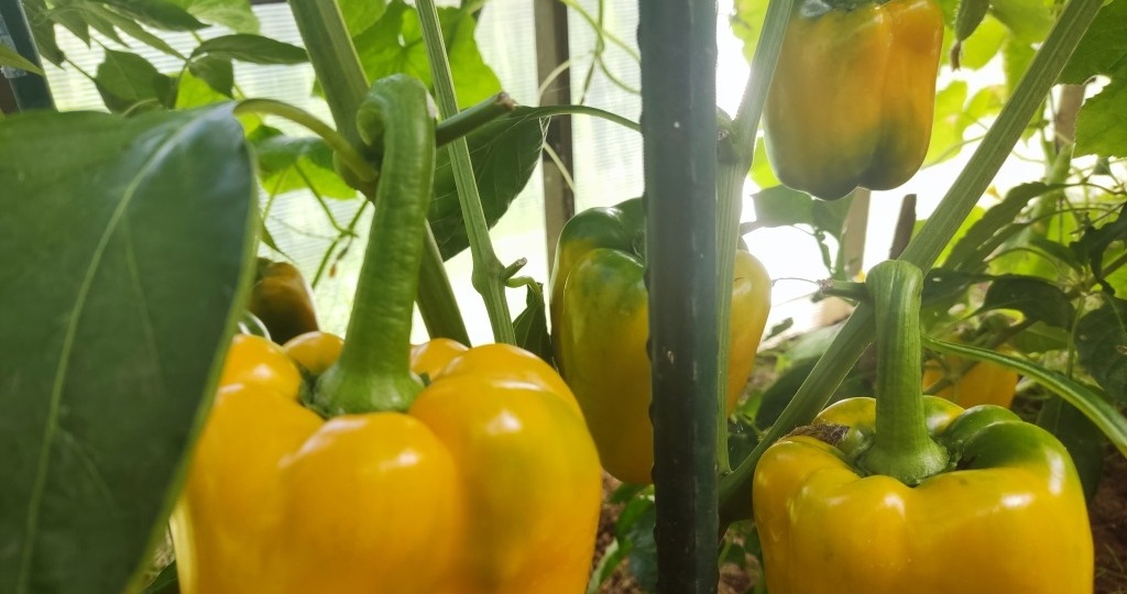 Сеем перец без заморочек: почему не все мифы про перец нужно слушать