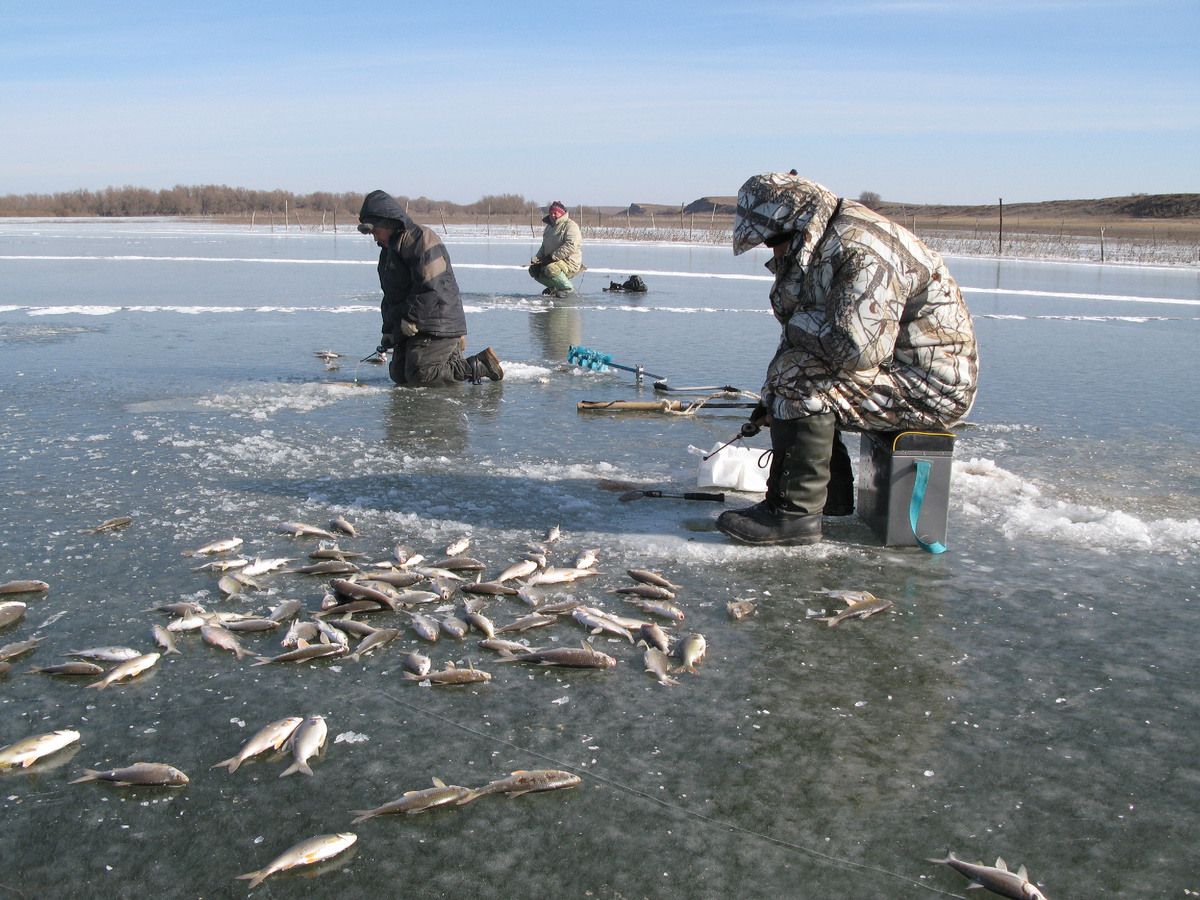 На берегу растет репейник и под него лезет плотва подо льдом 