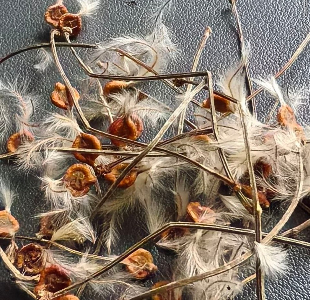 Семена клематиса жгучего