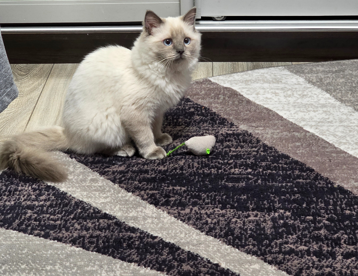 Наша кошка породы Рэгдолл. Тут ей 6 месяцев. Фото из личного архива