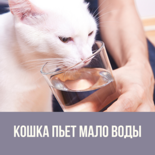 Кошка не пьет воду, что делать. Личный опыт.