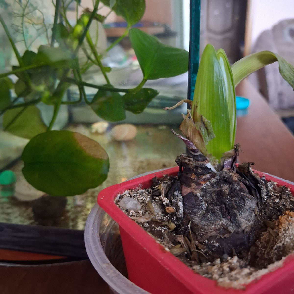 Растущий гиацинт. Фото автора. 