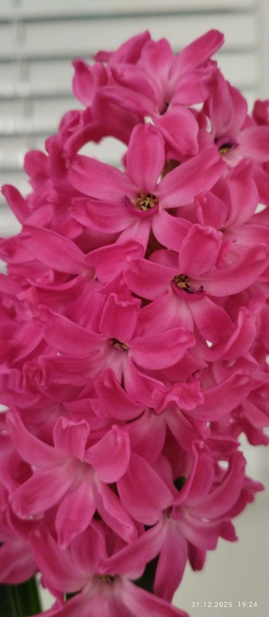 Цветущий гиацинт. Фото автора. 