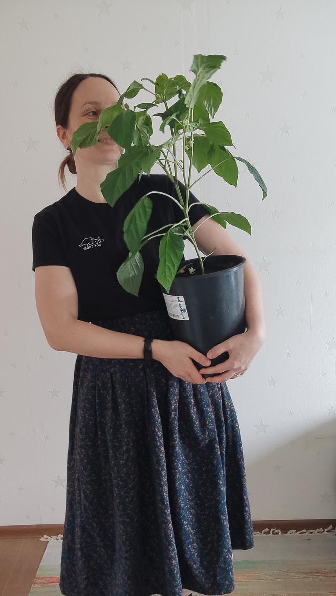 9 апреля . Рассада или уже готовый куст?