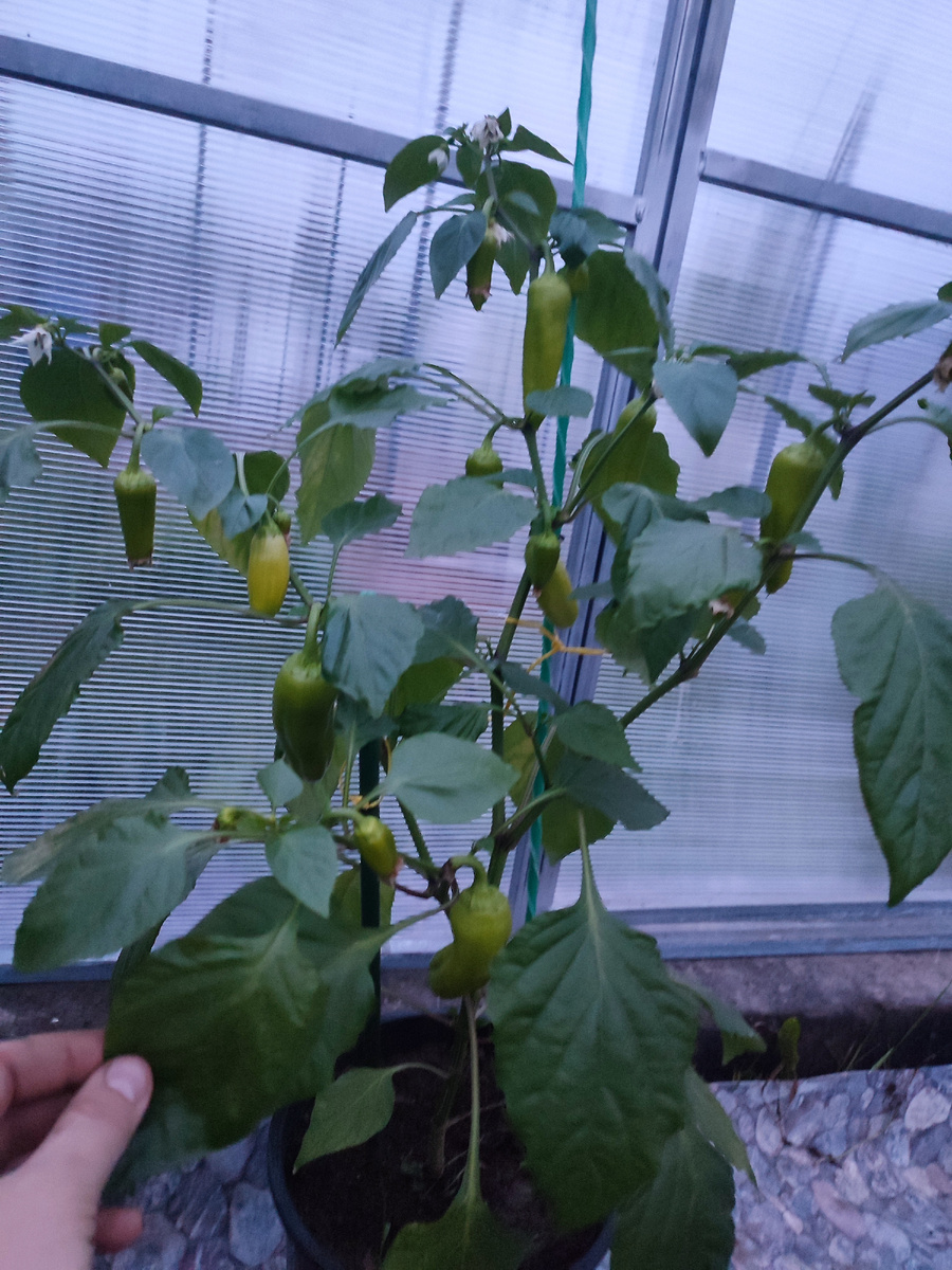 16 мая .Завязалось более 12 плодов 