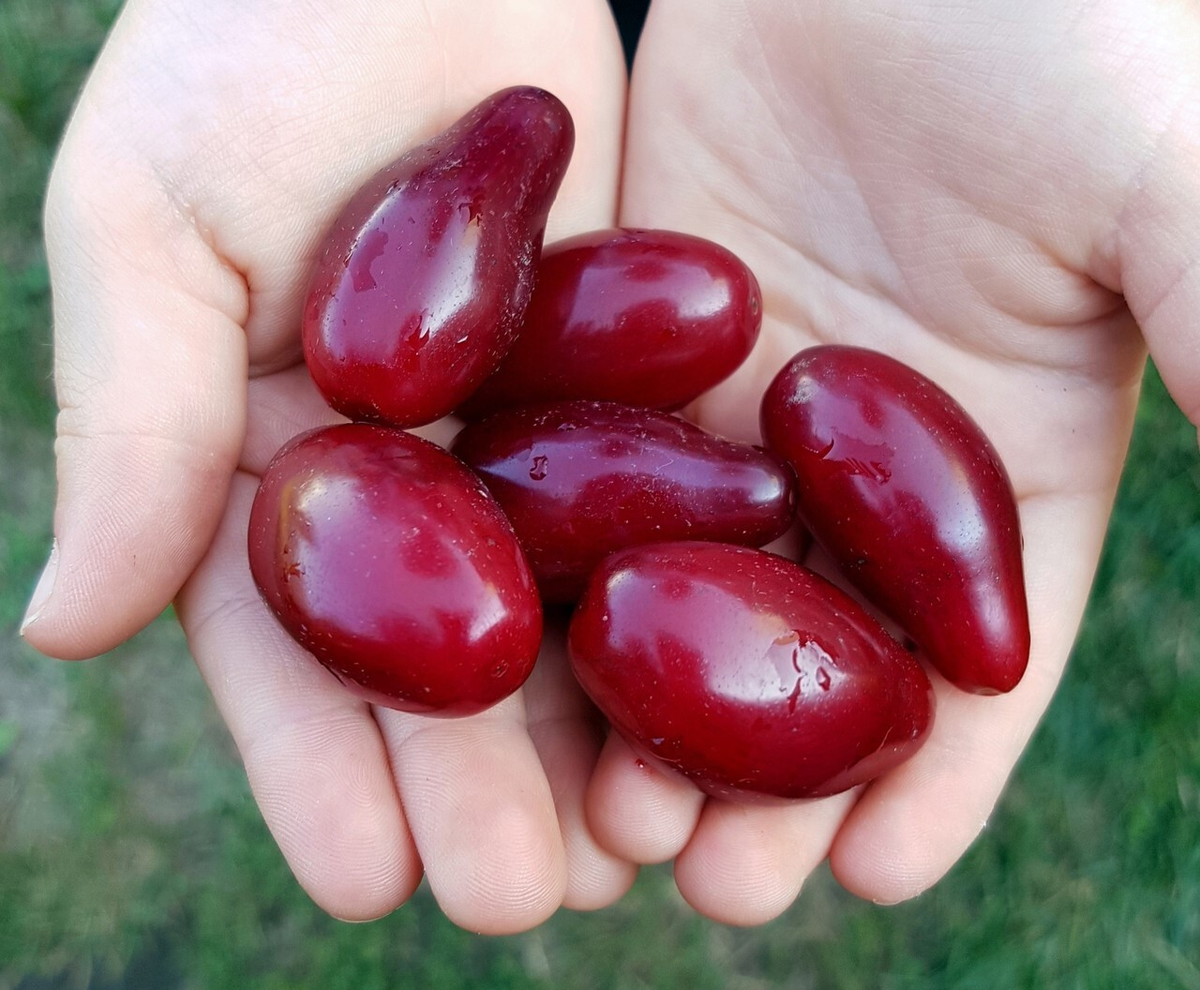 Интересные факты о кизиле