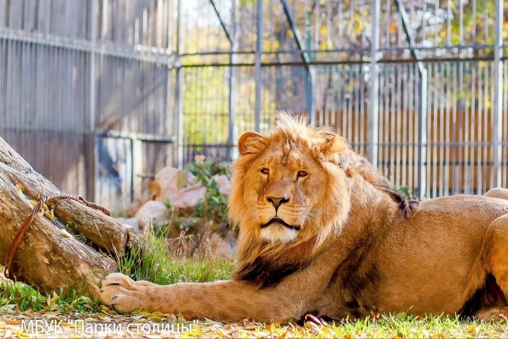    Ромео съедает 9 килограммов говядины в день, гуляет по вольеру и знакомится с соседкой. Фото: пресс-служба МБУК «Парки столицы»